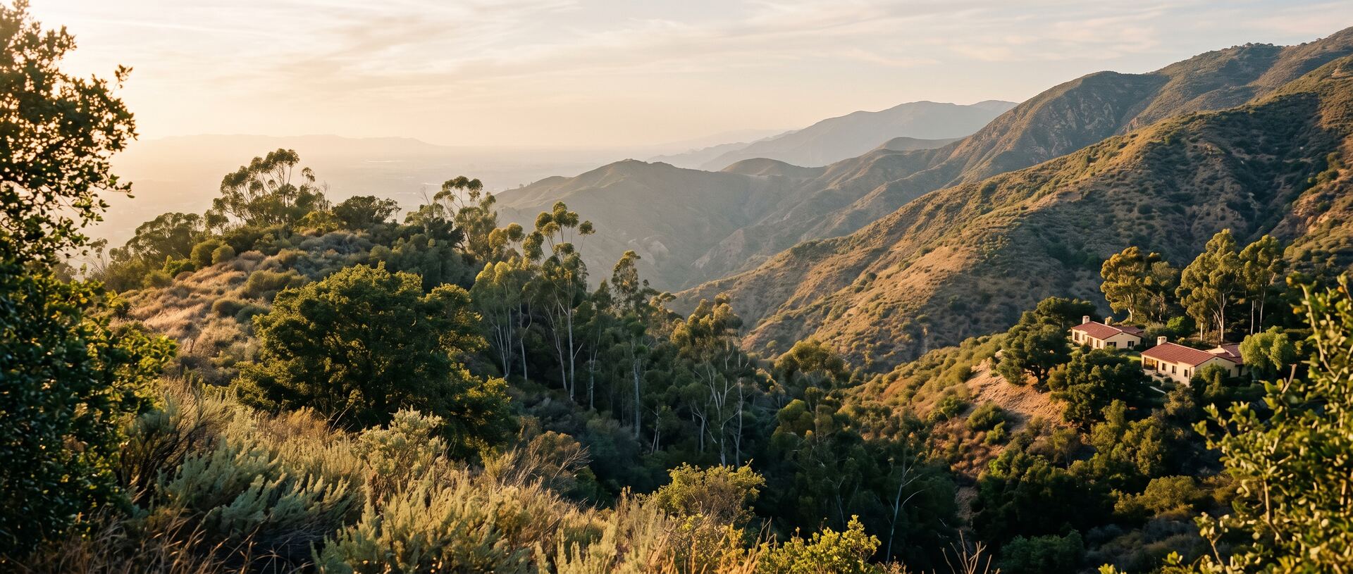Golden-hour light across a chaparral canyon in the hills above Los Angeles, with eucalyptus and coast live oaks on the slopes